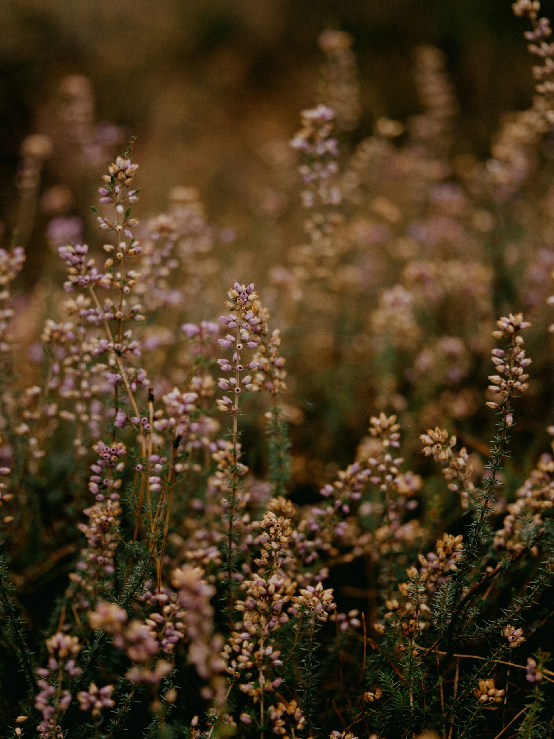 annie-spratt-aauZUpeKOTE-unsplash