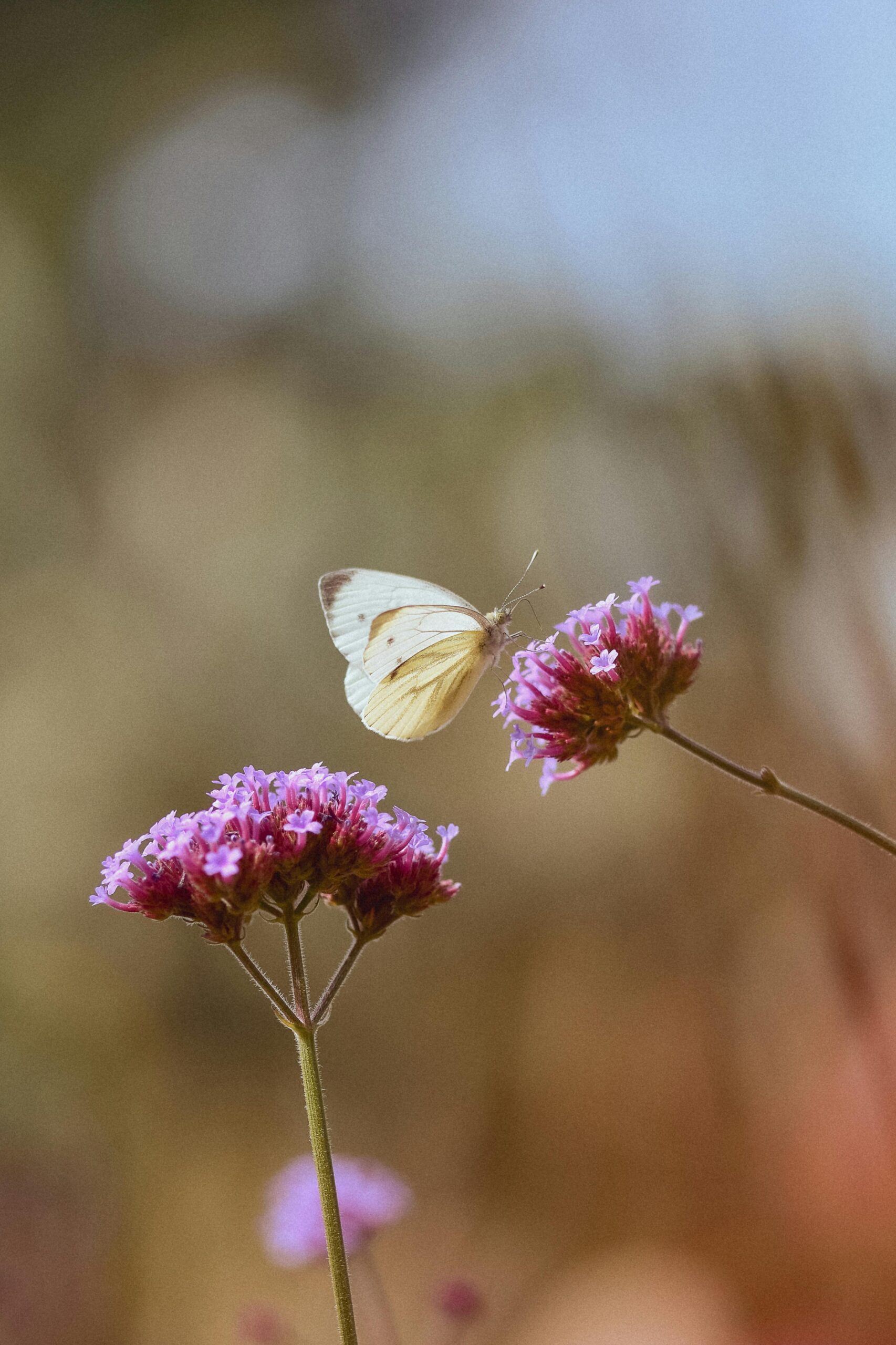 pexels-didsss-35908820