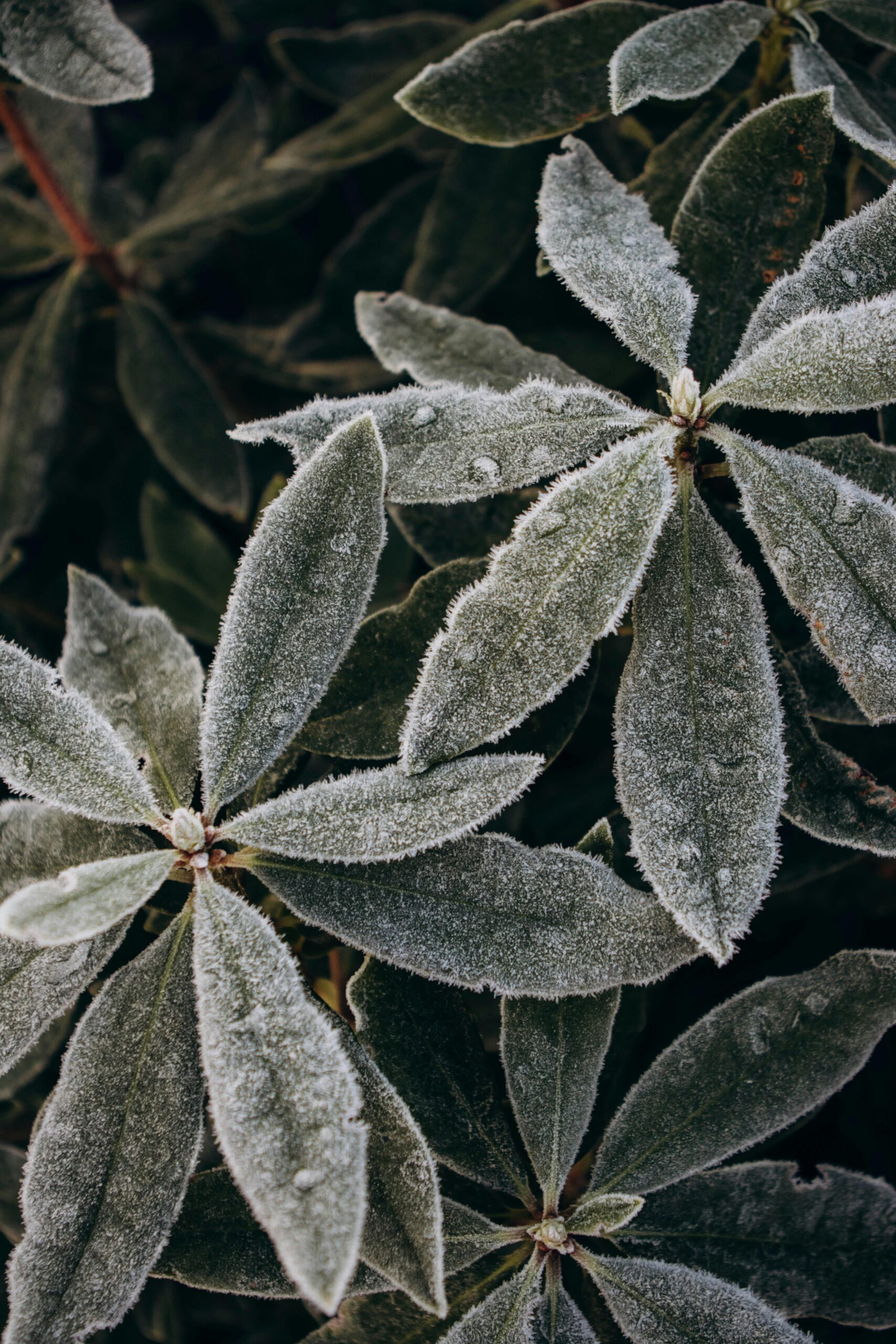 pexels-ludakavun-36178523