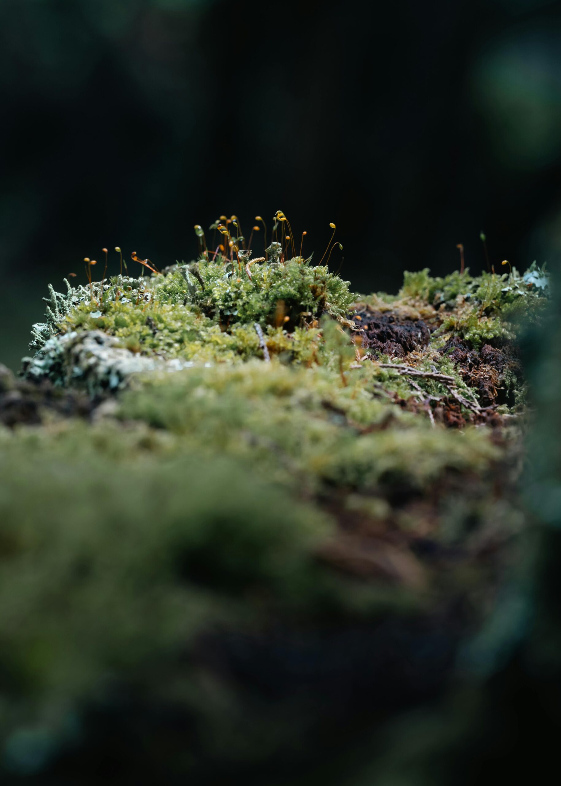 pexels-spencphoto-35759723